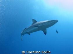 Grey Reef Shark by Caroline Baille 